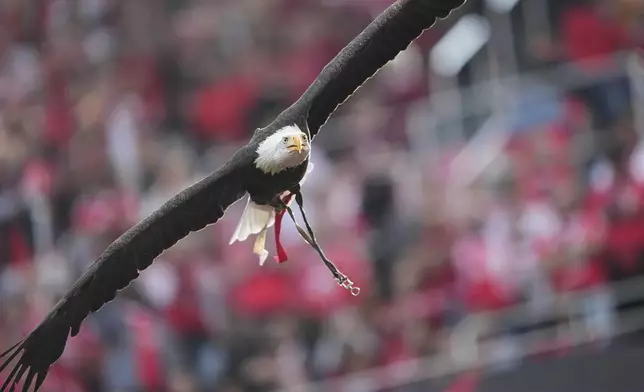 Benfica's mascot eagle Vitoria flies at the Luz stadium prior to a Portuguese league soccer match between SL Benfica and Sporting CP at the Luz stadium in Lisbon, Saturday, May 10, 2025. (AP Photo/Armando Franca)