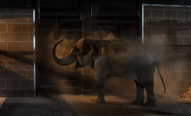 An elephant arrives at its new home in Mazatlan, Sinaloa state, after being transported from Ostok Sanctuary in the outskirts of Culiacan, Mexico, Tuesday, May 20, 2025. (AP Photo/Felix Marquez)