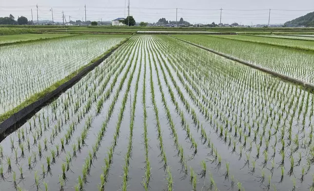 A rice field in Mito, Japan, where farmers are being encouraged to grow more of the staple crop to make up for shortages on store shelves, on Wednesday, May 22, 2025. (AP Photo/Elaine Kurtenbach)