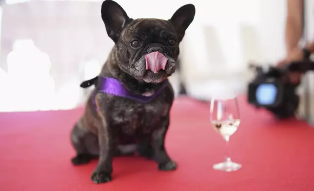 Nala poses for a photo during the Palm Dog award ceremony at the 78th international film festival in Cannes, southern France, Friday, May 23, 2025. (AP Photo/Natacha Pisarenko)