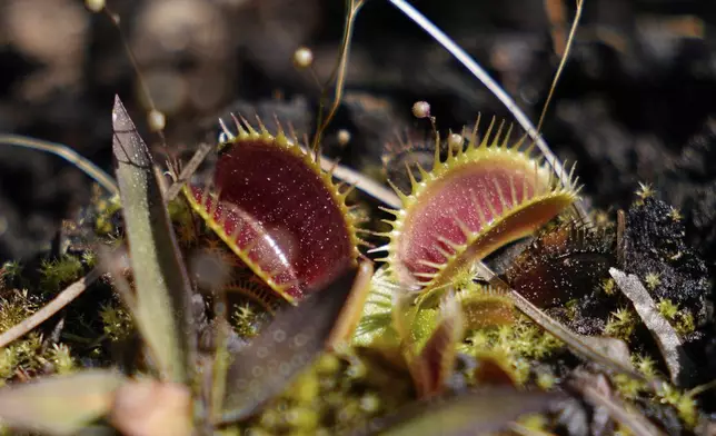 Venus flytraps are seen at the Carolina Beach State Park on Saturday, March 22, 2025, in Carolina Beach, N.C. (AP Photo/Erik Verduzco)