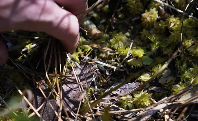 Park ranger Jesse Anderson searches for Venus flytraps during a weekly carnivorous plant hike Saturday, March 22, 2025, in Carolina Beach, N.C. (AP Photo/Erik Verduzco)