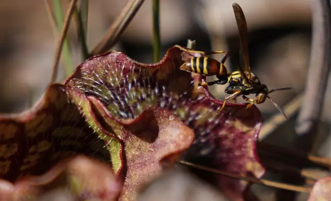 A hornet sits on a pitcher plant at the Carolina Beach State Park on Saturday, March 22, 2025, in Carolina Beach, N.C. (AP Photo/Erik Verduzco)