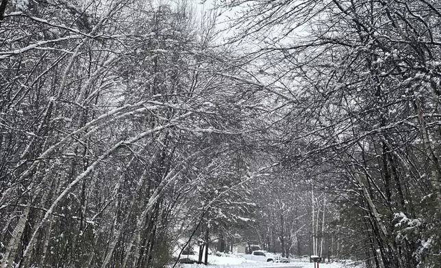 FILE - Snow weighs down trees in Concord, N.H., April 4, 2024. (AP Photo/Kathy McCormack, file)