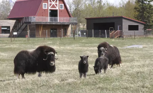 Two female musk oxen are shown with their newborn calves Saturday, May 10, 2025, at the Musk Ox Farm in Palmer, Alaska. (AP Photo/Mark Thiessen)