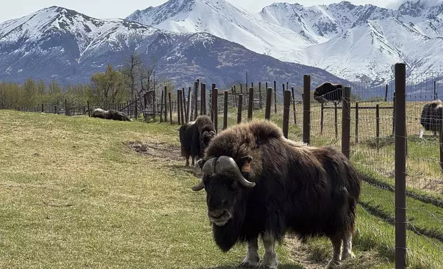 Musk oxen are shown Saturday, May 10, 2025, at the Musk Ox Farm in Palmer, Alaska. (AP Photo/Mark Thiessen)