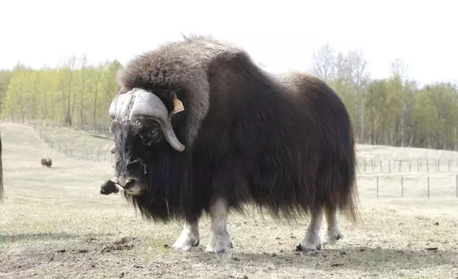 A male musk ox named Trebek, in honor of the late game show host Alex Trebek, is shown Saturday, May 10, 2025, at the Musk Ox Farm in Palmer, Alaska, of which Alex Trebek was a benefactor. (AP Photo/Mark Thiessen)