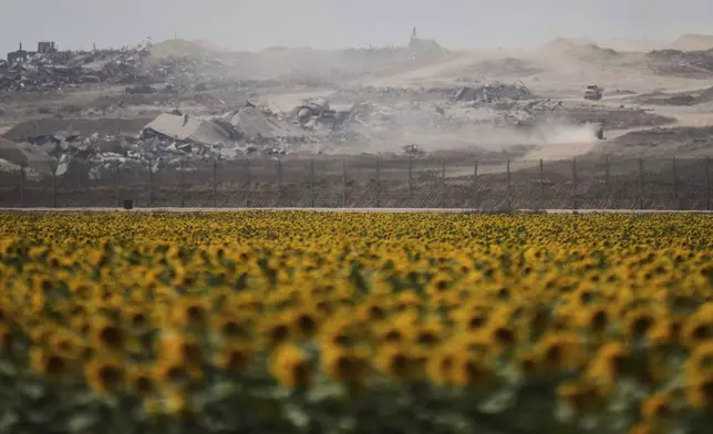 Destroyed buildings in the Gaza Strip are seen beyond a sunflower field on the Israeli side of the border with Gaza, Monday, May 19, 2025. (AP Photo/Ohad Zwigenberg)