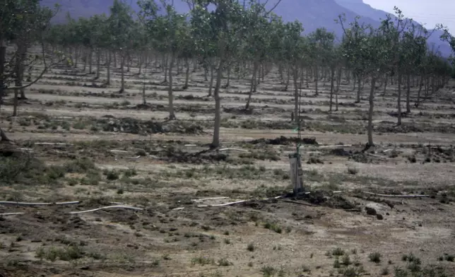 FILE - This April 18, 2022 photo provided by Mohave County shows orchards near Kingman, Ariz. where irrigation now has been limited. (Mohave County via AP, File)