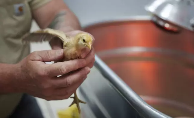 David Michael picks out a chick to adopt from First State Animal Center and SPCA on Friday, May 16, 2025, in Camden, Del. (AP Photo/Mingson Lau)