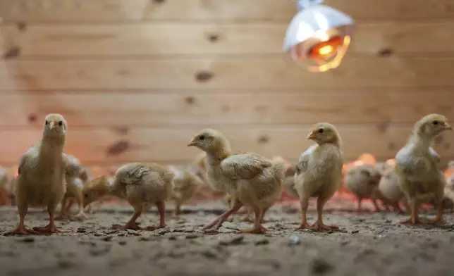 Hundreds of chicks mill around a stall at First State Animal Center and SPCA on Friday, May 16, 2025, in Camden, Del. (AP Photo/Mingson Lau)
