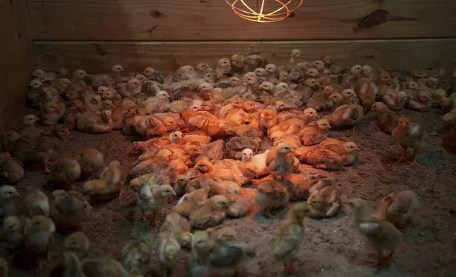 Hundreds of chicks mill around a stall at First State Animal Center and SPCA on Friday, May 16, 2025, in Camden, Del. (AP Photo/Mingson Lau)