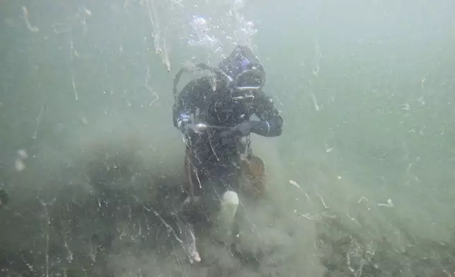 In this image from video, diver Daniel McRae uses a water gun to flush out geoducks from the seabed as Washington Department of Natural Resources diver Sarah Yerrace, holding camera, performs a compliance check dive near Illahee State Park in Bremerton, Wash., on Wednesday, April 23, 2025. (AP Photo)