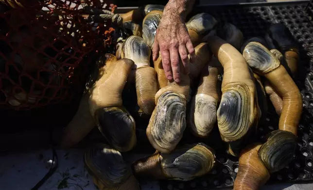 Daniel McRae unloads a bag of harvested geoduck clams from his brother, Derrick McRae, on their boat near Illahee State Park in Bremerton, Wash., on Tuesday, April 22, 2025. (AP Photo/Lindsey Wasson)