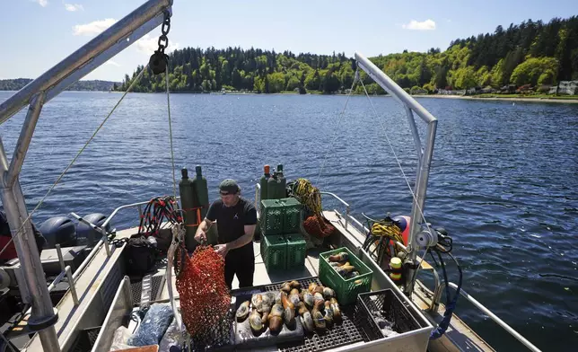 Daniel McRae unloads a bag of harvested geoduck clams from his brother, Derrick McRae, on their boat near Illahee State Park in Bremerton, Wash., on Tuesday, April 22, 2025. (AP Photo/Lindsey Wasson)