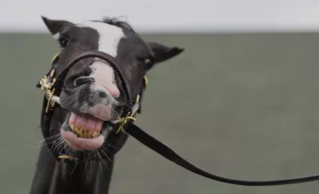 Kentucky Derby entrant Tiztastic waits to get a bath after a workout at Churchill Downs Thursday, May 1, 2025, in Louisville, Ky. (AP Photo/Charlie Riedel)