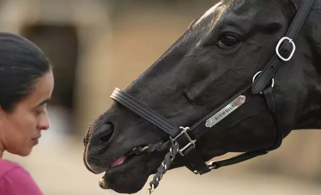 Kentucky Derby entrant Rodriguez waits to get a bath after a workout at Churchill Downs Tuesday, April 29, 2025, in Louisville, Ky. (AP Photo/Charlie Riedel)