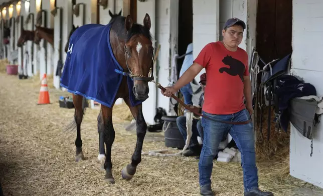 Kentucky Derby entrant Journalism walks in the barn after a workout at Churchill Downs Wednesday, April 30, 2025, in Louisville, Ky. (AP Photo/Charlie Riedel)
