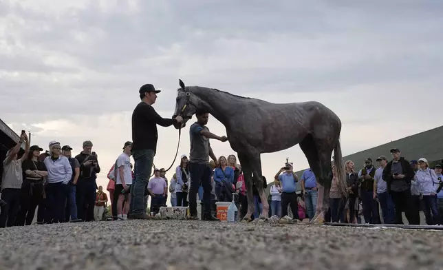 People watch as Kentucky Derby entrant Sandman gets a bath after a workout at Churchill Downs Thursday, May 1, 2025, in Louisville, Ky. (AP Photo/Charlie Riedel)