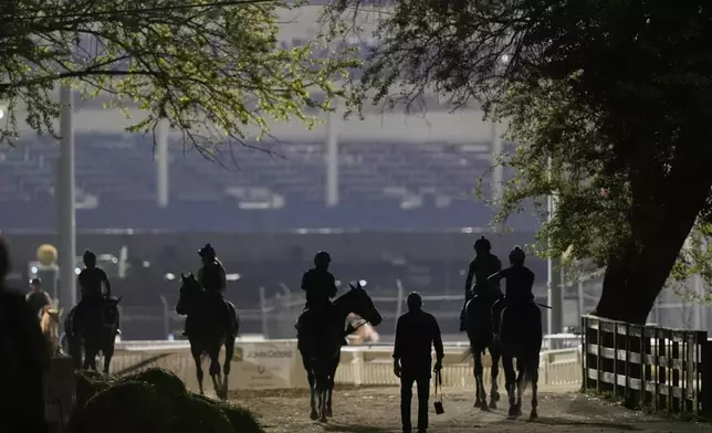 Horses head for the track for a workout at Churchill Downs Thursday, May 1, 2025, in Louisville, Ky. (AP Photo/Charlie Riedel)