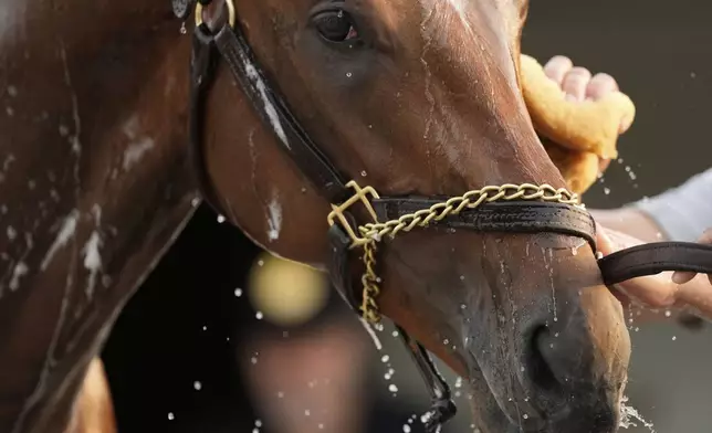 Kentucky Derby entrant Journalism gets a bath after a workout at Churchill Downs Tuesday, April 29, 2025, in Louisville, Ky. (AP Photo/Charlie Riedel)