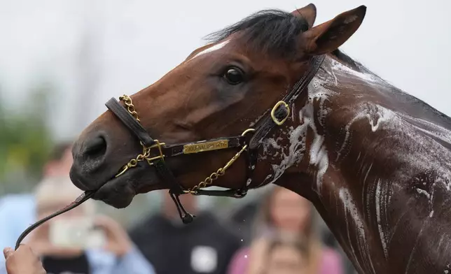 Kentucky Derby entrant Journalism gets a bath after a work out at Churchill Downs Wednesday, April 30, 2025, in Louisville, Ky. (AP Photo/Charlie Riedel)