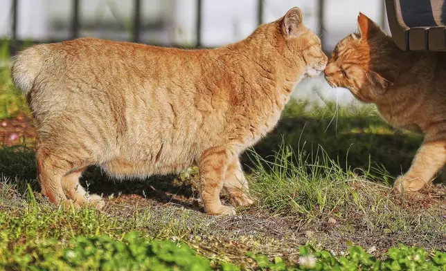 A stray bobtail cat rests at a park in Nagasaki, southern Japan, on April 26, 2025. (AP Photo/Eugene Hoshiko)