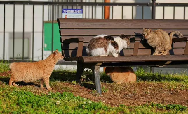 A stray bobtail cat rests at a park in Nagasaki, southern Japan, on April 26, 2025. (AP Photo/Eugene Hoshiko)