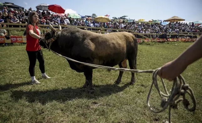 Mirnesa Junuzovic, pets her bull Cobra prior to the start of the bullfights in Bijelo Polje, Bosnia, Sunday, May 11, 2025. (AP Photo/Armin Durgut)