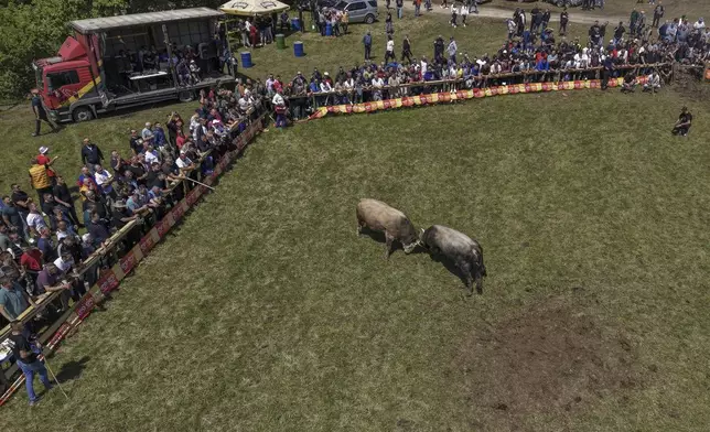 An aerial view of bulls fighting during the bullfights competition in Bijelo Polje, Bosnia, Sunday, May 11, 2025. (AP Photo/Armin Durgut)