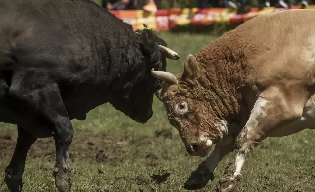 Bulls fight during the bullfight competitions in Bijelo Polje, Bosnia, Sunday, May 11, 2025. (AP Photo/Armin Durgut)