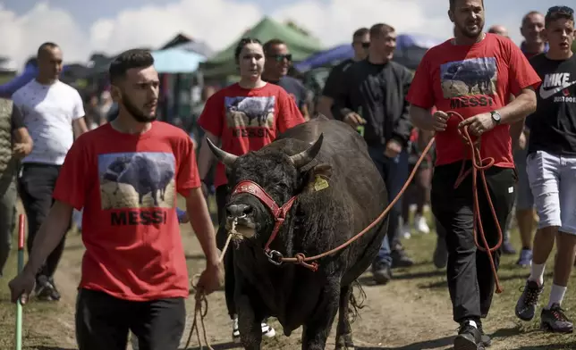 People lead their bull Messi towards the arena prior to the start of the bullfights in Bijelo Polje, Bosnia, Sunday, May 11, 2025. (AP Photo/Armin Durgut)