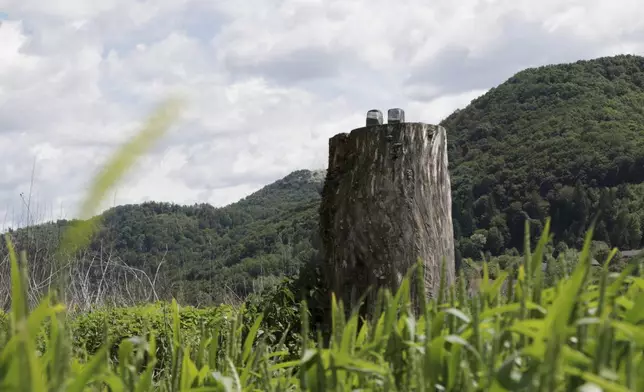 Ankles of sawed off and taken away bronze statue which represented Melania Trump remain on the tree stump where it was placed in 2020, in the village of Rozno, Slovenia, Friday, May 16, 2025, near Melania Trump's hometown of Sevnica. (AP Photo/Relja Dusek)