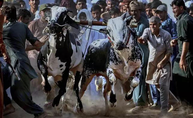 Members of a team shout and push a pair of bull start running during a traditional bull race competition, in Malal, a village of Attock district, in Pakistan, Thursday, May 15, 2025. (AP Photo/Anjum Naveed)
