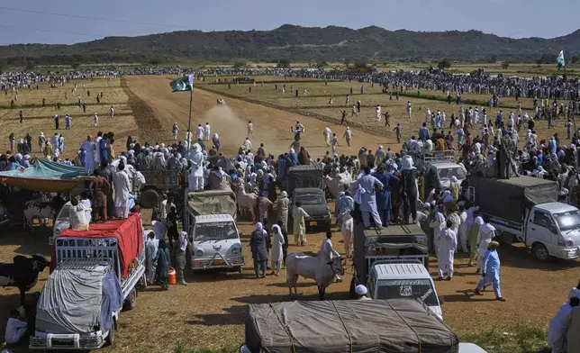 People watch a traditional bull race competition, in Malal, a village of Attock district, in Pakistan, Thursday, May 15, 2025. (AP Photo/Anjum Naveed)