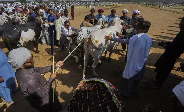 Members of a team try to line up a pair of bull as a jockey, left bottom, prepares himself for start during a traditional bull race competition, in Malal, a village of Attock district, in Pakistan, Thursday, May 15, 2025. (AP Photo/Anjum Naveed)