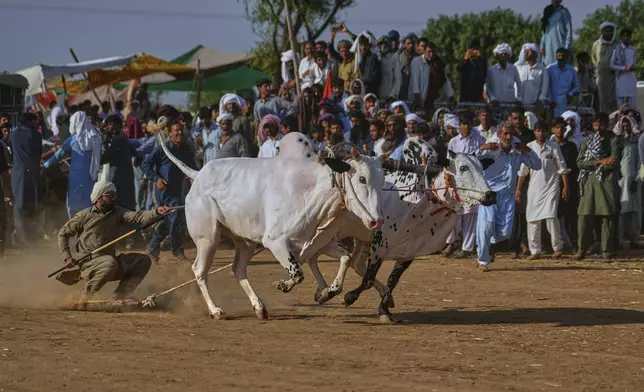 A jockey, left, controls a pair of bull during a traditional bull race competition, in Malal, a village of Attock district, in Pakistan, Thursday, May 15, 2025. (AP Photo/Anjum Naveed)