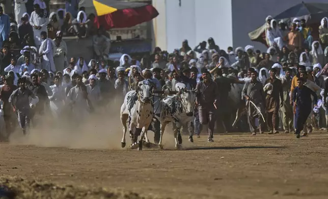 A jockey, center, controls a pair of bull as people shout during a traditional bull race competition, in Malal, a village of Attock district, in Pakistan, Thursday, May 15, 2025. (AP Photo/Anjum Naveed)