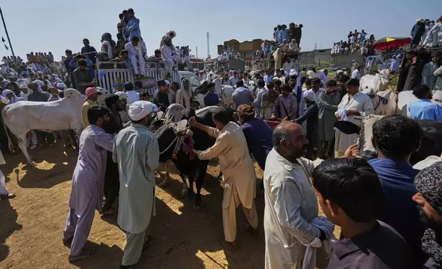Members of a team try to line up a pair of bull as people watch during a traditional bull race competition, in Malal, a village of Attock district, in Pakistan, Thursday, May 15, 2025. (AP Photo/Anjum Naveed)