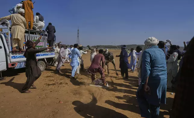 People shouts as a jockey, center, control a pair of bull to start running during a traditional bull race competition, in Malal, a village of Attock district, in Pakistan, Thursday, May 15, 2025. (AP Photo/Anjum Naveed)