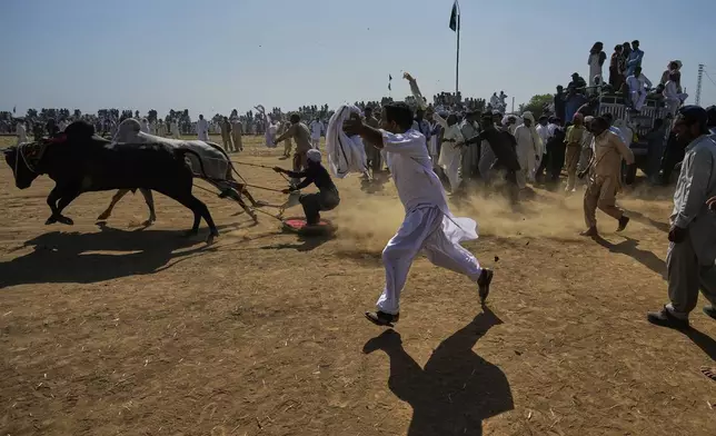 Members of a team shout next to a pair of bull start running during a traditional bull race competition, in Malal, a village of Attock district, in Pakistan, Thursday, May 15, 2025. (AP Photo/Anjum Naveed)