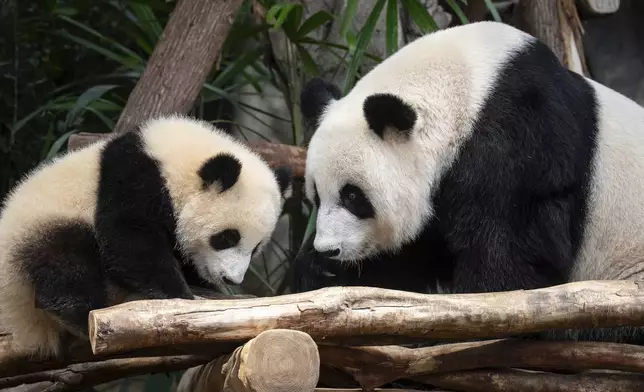 Giant panda Ying Ying, right, and her daughter Jia Jia are seen at their enclosure in Ocean Park in Hong Kong, Tuesday, May 27, 2025. (AP Photo/Chan Long Hei)