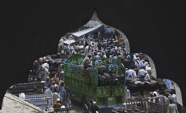 People visit a cattle market set up for the upcoming Muslim holiday of Eid al-Adha, or Feast of Sacrifice, in Peshawar, Pakistan, Tuesday, May 27, 2025. (AP Photo/Muhammad Sajjad)