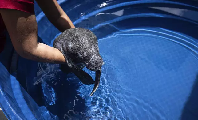Coral, a rescued manatee, receives healing cream from an assistant at a pool at Bicho d'Agua project facilities in Castanhal, Brazil, Sunday, March 23, 2025. (AP Photo/Jorge Saenz)