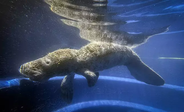 Coral, a rescued manatee, swims in a pool at the Bicho d'Agua project facilities in Castanhal, Brazil, Sunday, March 23, 2025. (AP Photo/Jorge Saenz)