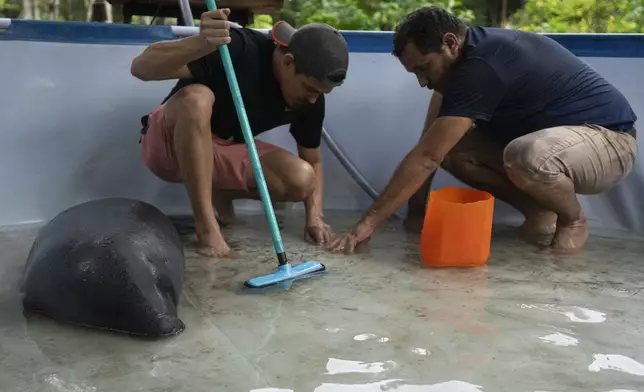 Workers clean a pool near Bacuri, a rescued manatee, at the Emilio Goeldi Museum's scientific station in Para state, Brazil, Thursday, March 20, 2025. (AP Photo/Jorge Saenz)