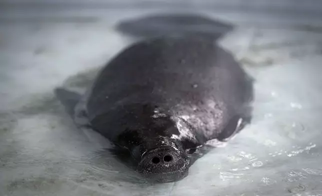 Bacuri, a rescued manatee, breathes while swimming in a pool at the Emilio Goeldi Museum's scientific station in the Caxiuana National Forest in Para state, Brazil, Thursday, March 20, 2025. (AP Photo/Jorge Saenz)