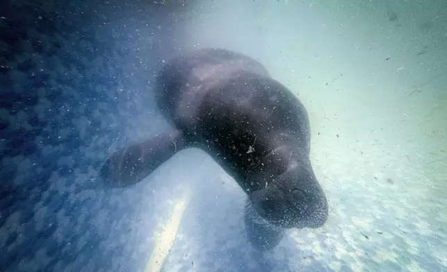 Maria, a rescued manatee, swims in a pool at the Bicho d'Agua project facilities in Castanhal, Brazil, Sunday, March 23, 2025. (AP Photo/Jorge Saenz)