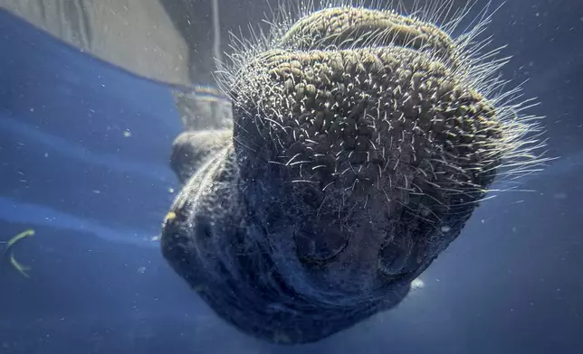 Coral, a rescued manatee, sleeps belly up in a pool at Bicho d'Agua project facilities in Castanhal, Brazil, Sunday, March 23, 2025. (AP Photo/Jorge Saenz)