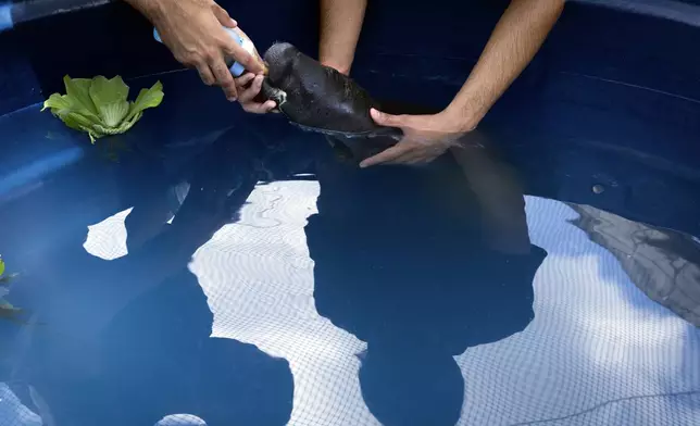 Coral, a rescued manatee, is fed while in a pool at the Bicho d'Agua project facilities in Castanhal, Brazil on Sunday, March 23, 2025. (AP Photo/Jorge Saenz)